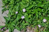 Convolvulus arvensis