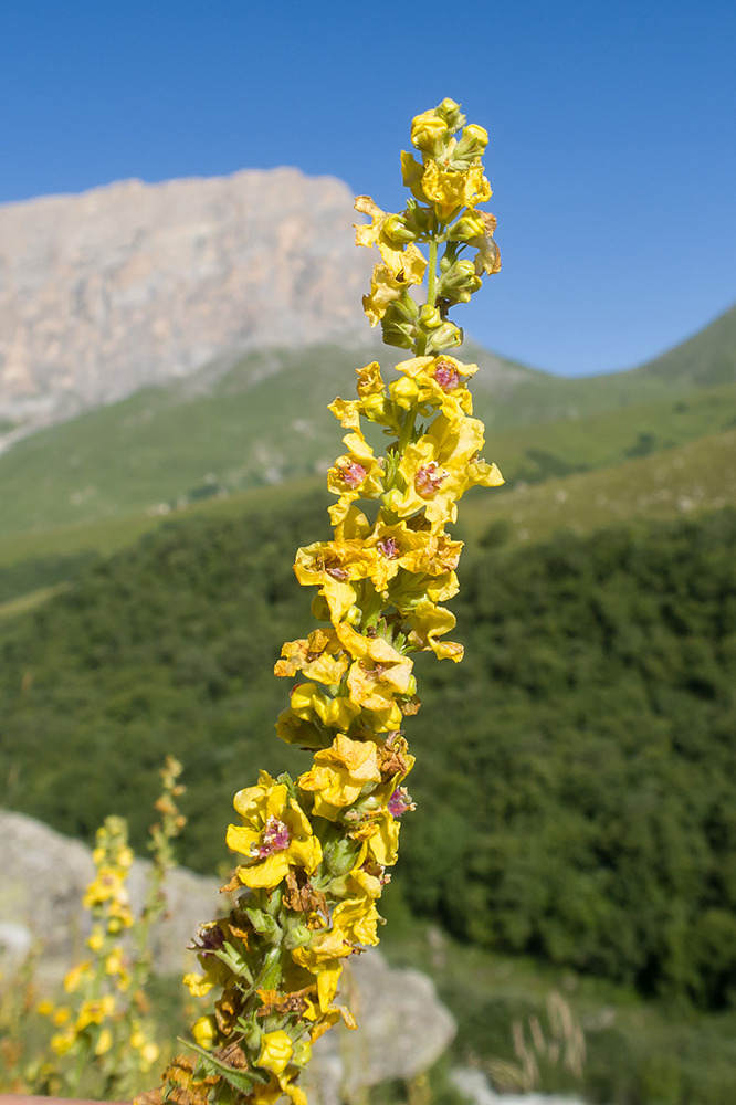Image of Verbascum laxum specimen.