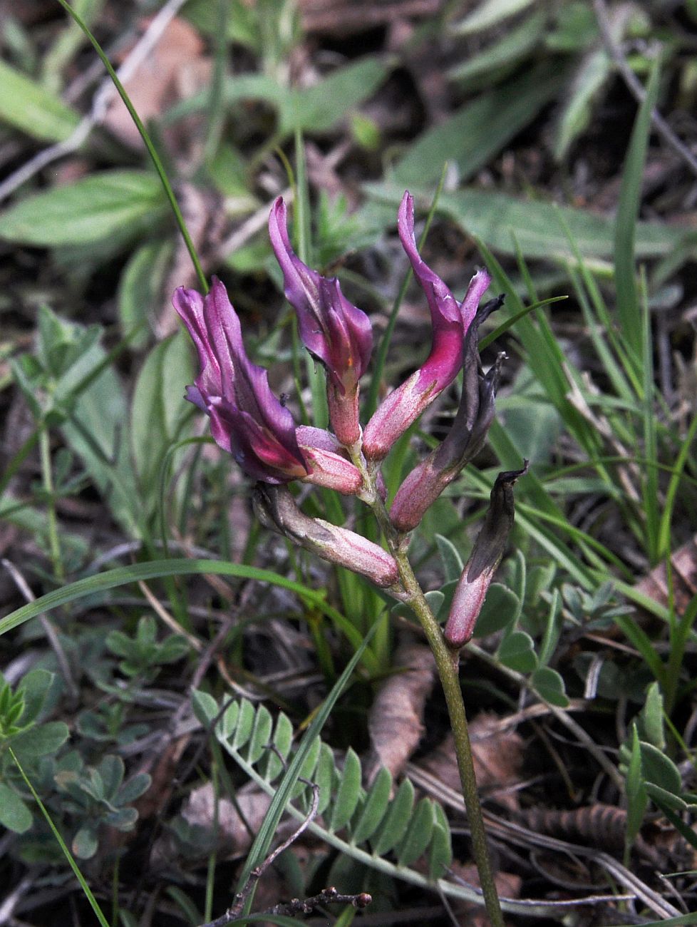 Изображение особи род Astragalus.