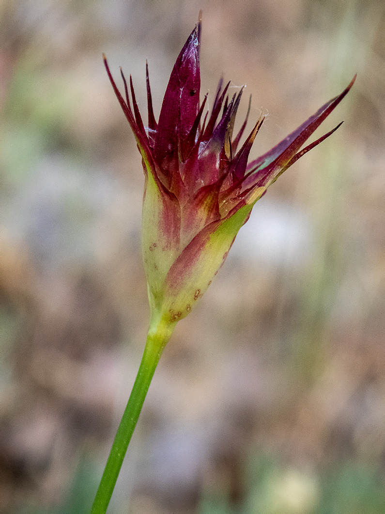 Image of Dianthus capitatus specimen.