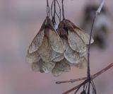 genus Acer