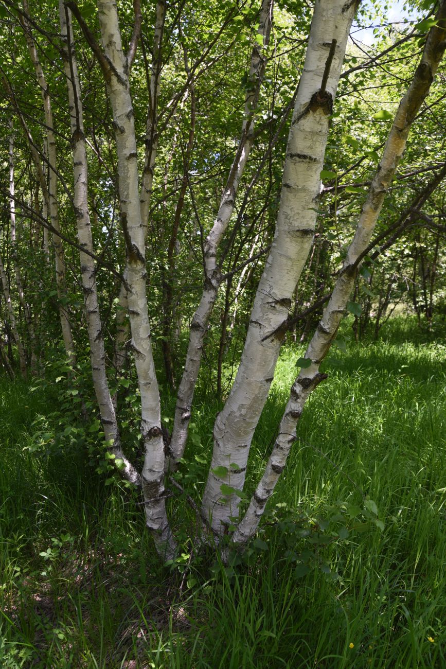 Изображение особи род Betula.