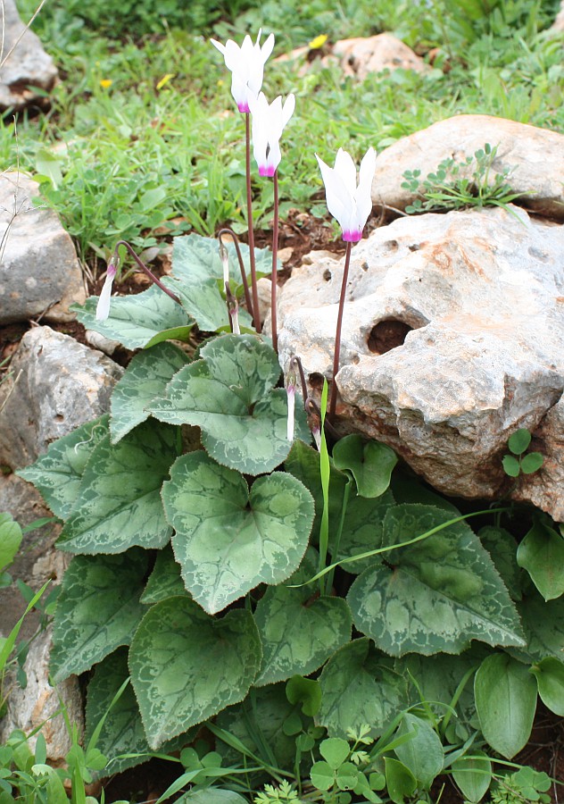 Image of Cyclamen persicum specimen.