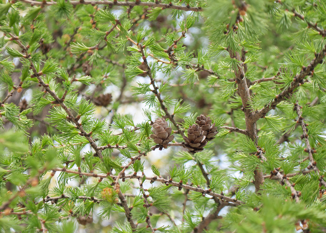 Image of Larix sibirica specimen.