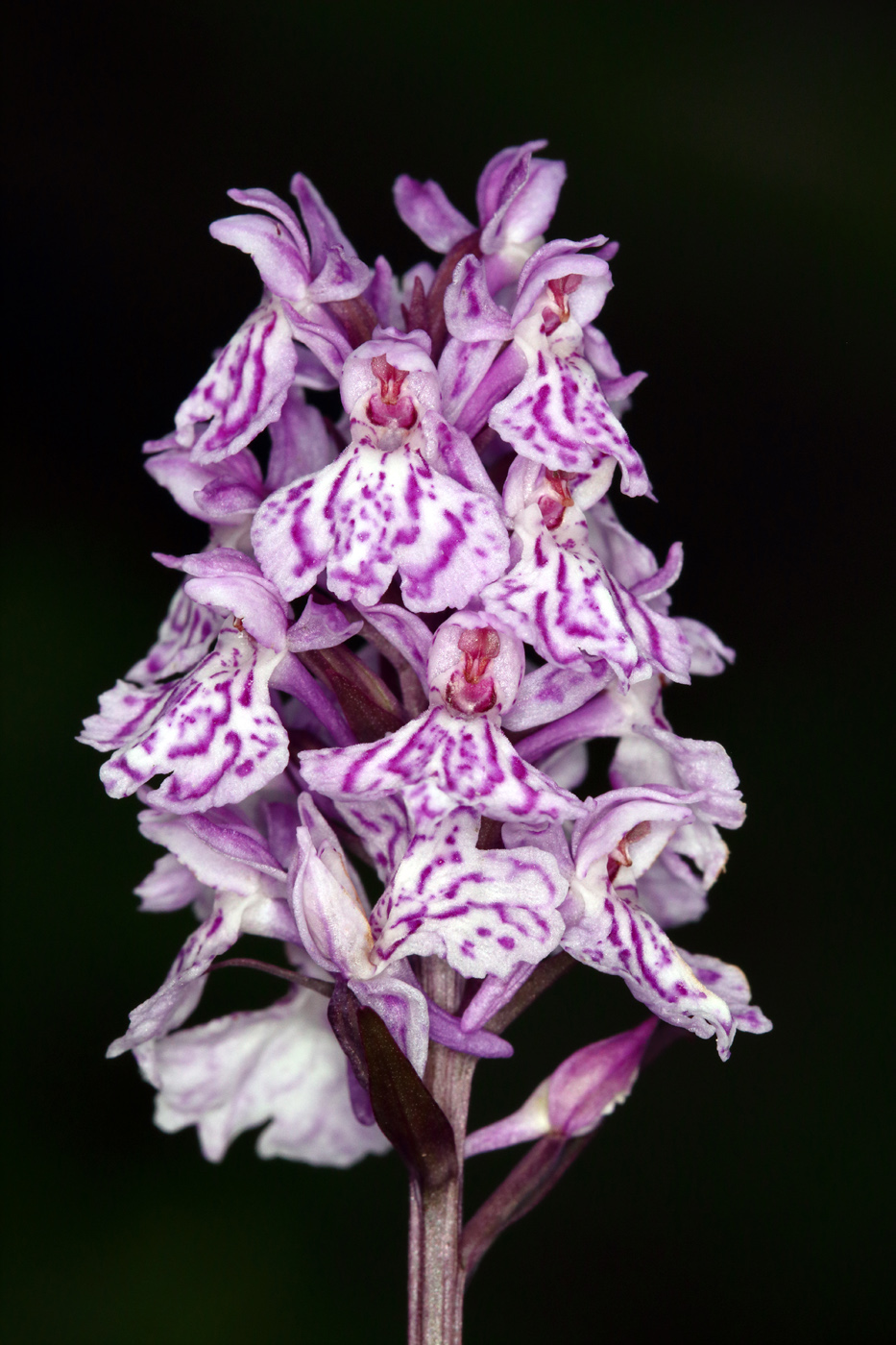 Image of Dactylorhiza psychrophila specimen.