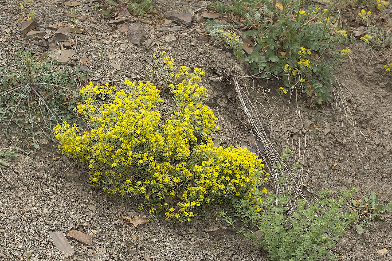 Image of Odontarrhena obtusifolia specimen.