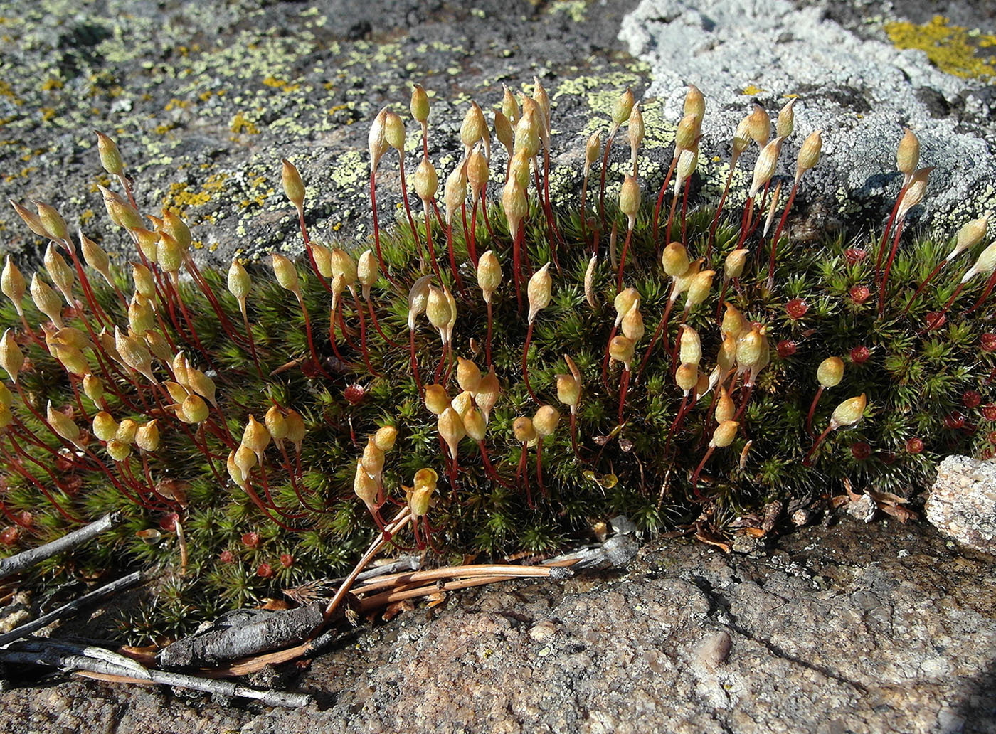 Изображение особи Polytrichum piliferum.