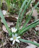 Ornithogalum fimbriatum