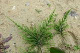 genus Equisetum. Вегетирующие растения на песчаном субстрате. Московская обл., Павлово-Посадский ГО, г. Электрогорск, у дороги. 18.05.2025.