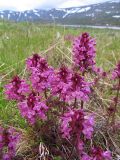 Pedicularis verticillata. Цветущие растения на задернованной техногенной площадке. Коми, Интинский р-н, пос. Желанный, Приполярный Урал, долина р. Балбанью. 11.07.2010.