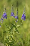 genus Veronica