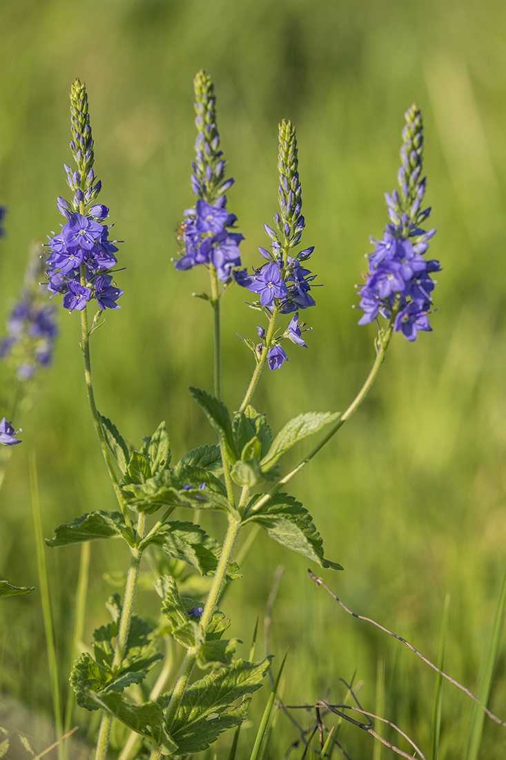 Image of Veronica teucrium specimen.