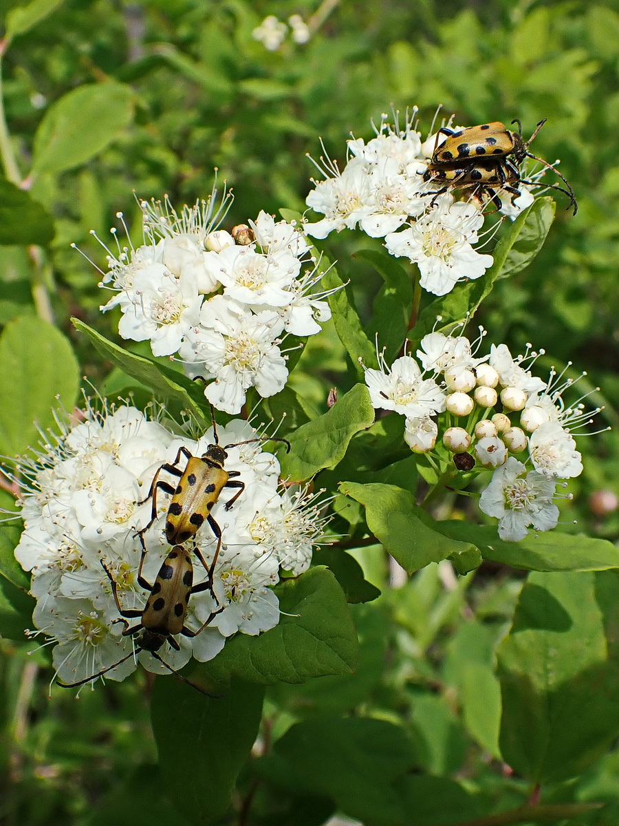 Image of genus Spiraea specimen.