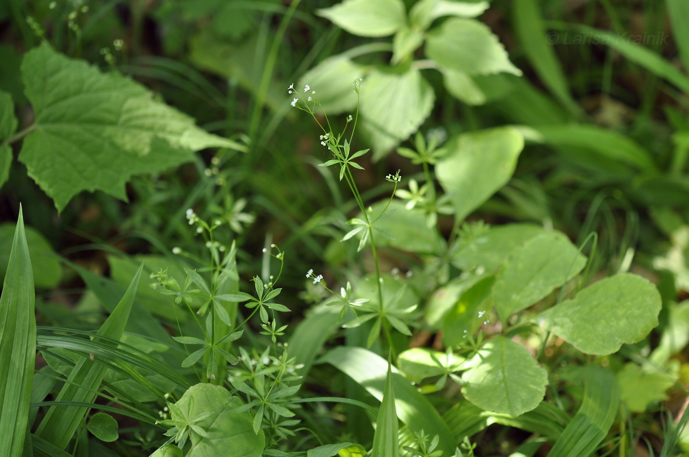 Image of Galium davuricum specimen.