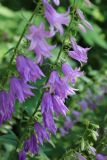 Campanula rapunculoides