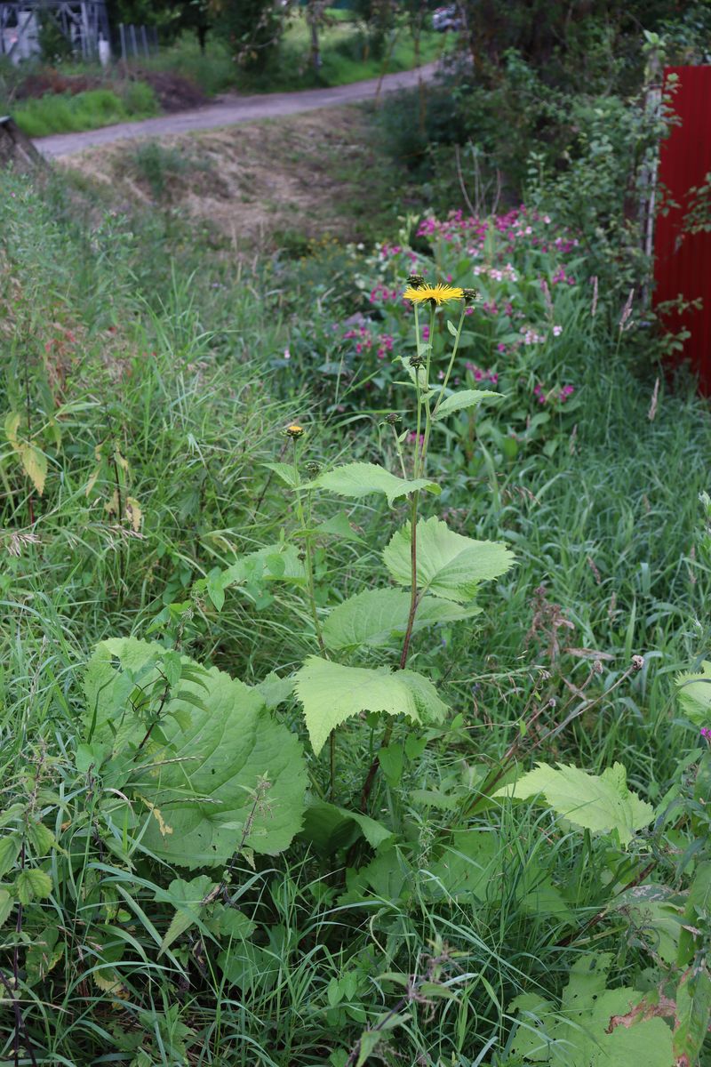 Изображение особи Telekia speciosa.