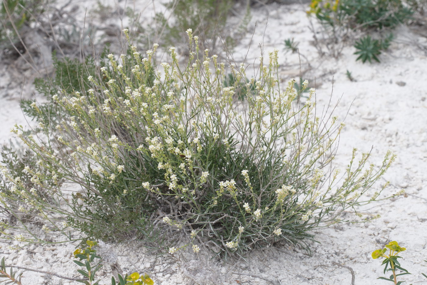 Image of Lepidium meyeri specimen.