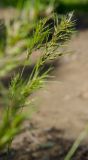 Poa bulbosa