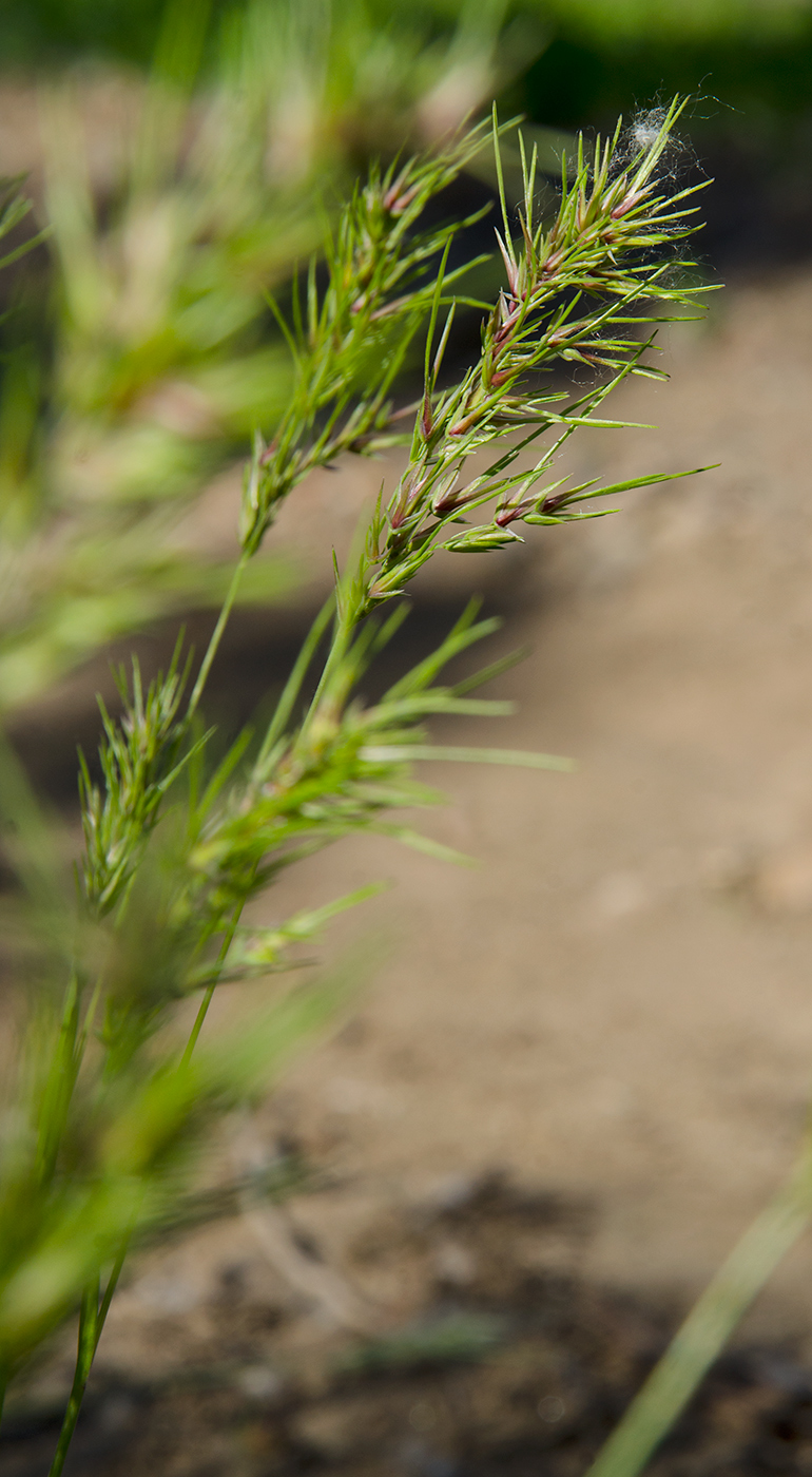 Image of Poa bulbosa specimen.