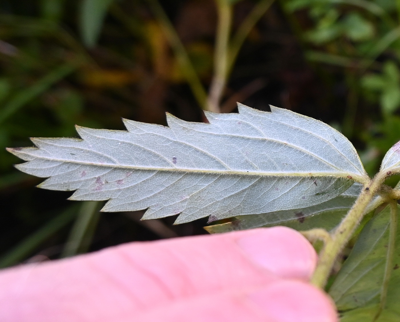 Image of Comarum palustre specimen.