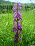 Anacamptis laxiflora subspecies elegans. Соцветие. Крым, Байдарская долина, окр. с. Тыловое, разлив источника Биюк-Чокрак. 10.06.2010.