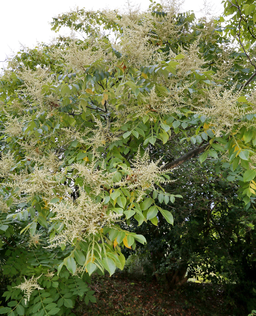 Image of Rhus chinensis specimen.