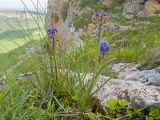 род Muscari. Отцветающие растения с повреждёнными заморозком кончиками листьев. Карачаево-Черкесия, Зеленчукский р-н, гора Джангур, ≈ 1500 м н.у.м., в расщелине известняковой скалы. 04.06.2025.