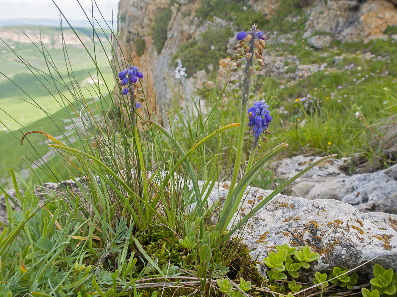Изображение особи род Muscari.