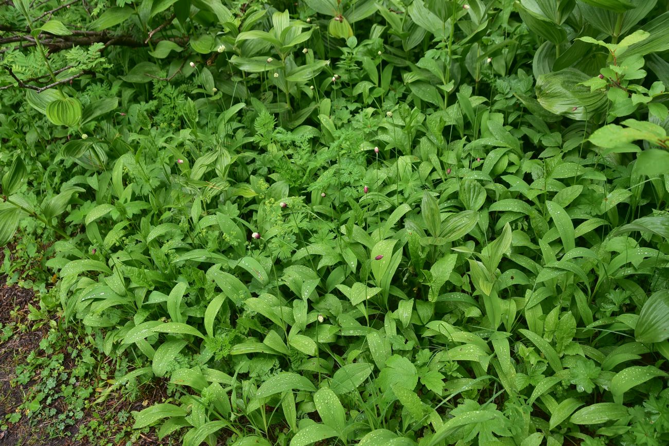 Image of Allium victorialis specimen.