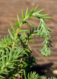 род Sedum. Верхушки побегов с развивающимися соцветиями (повторное цветение). Пермь, Ленинский р-н, городская эспланада. 1 сентября 2024 г.