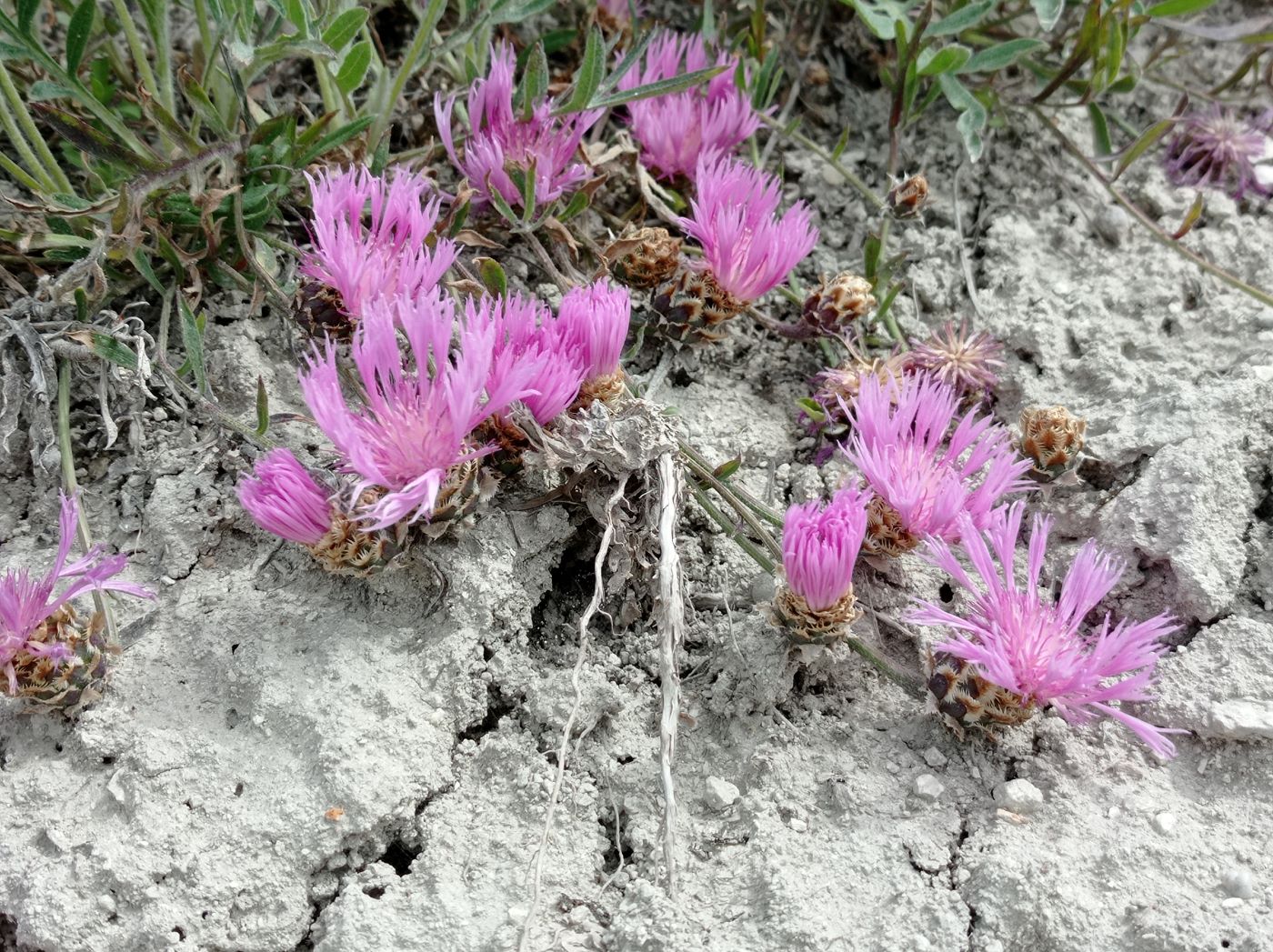 Image of Psephellus carbonatus specimen.
