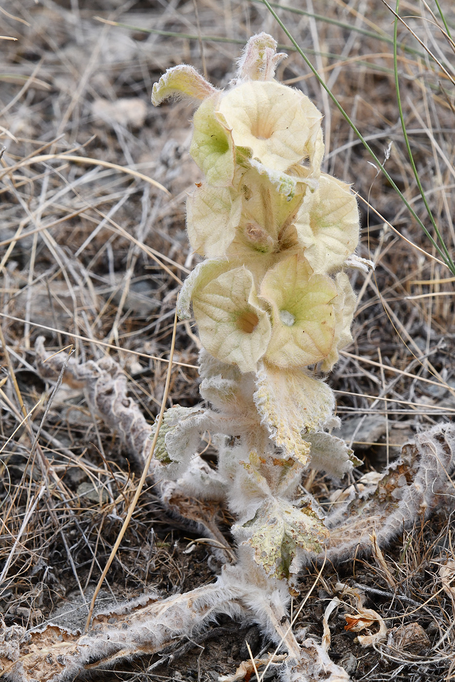 Изображение особи Eremostachys isochila.