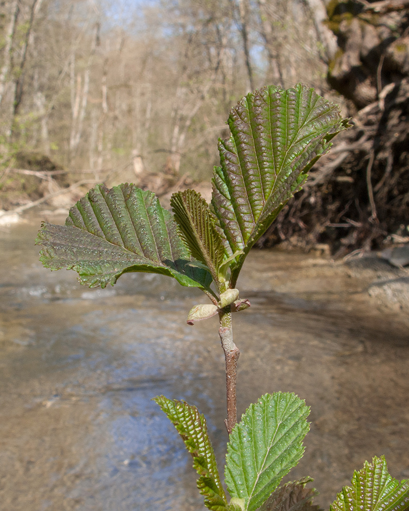 Image of Alnus barbata specimen.