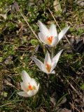 Crocus reticulatus