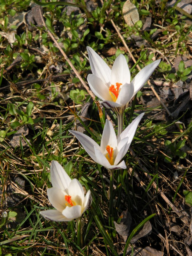 Изображение особи Crocus reticulatus.