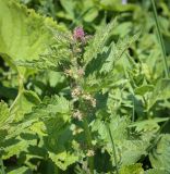 Urtica dioica. Верхушка растения в начале цветения. Абхазия, Гагрский р-н, 1850 м н.у.м., каменистый субальпийский луг. 12.06.2025.