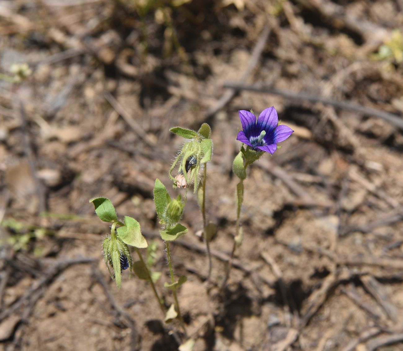 Image of familia Campanulaceae specimen.