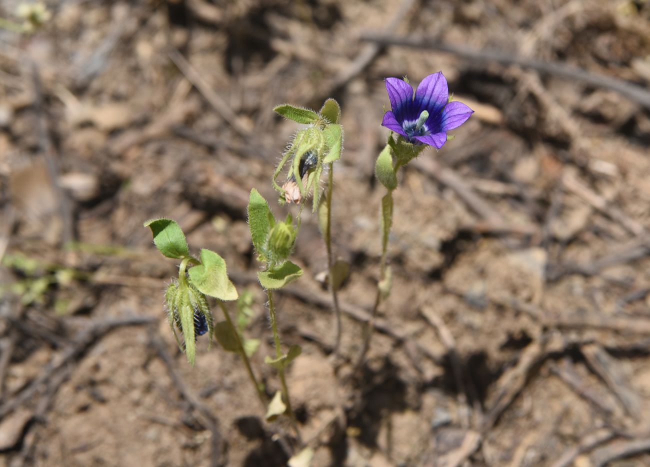Image of Campanula reuteriana specimen.