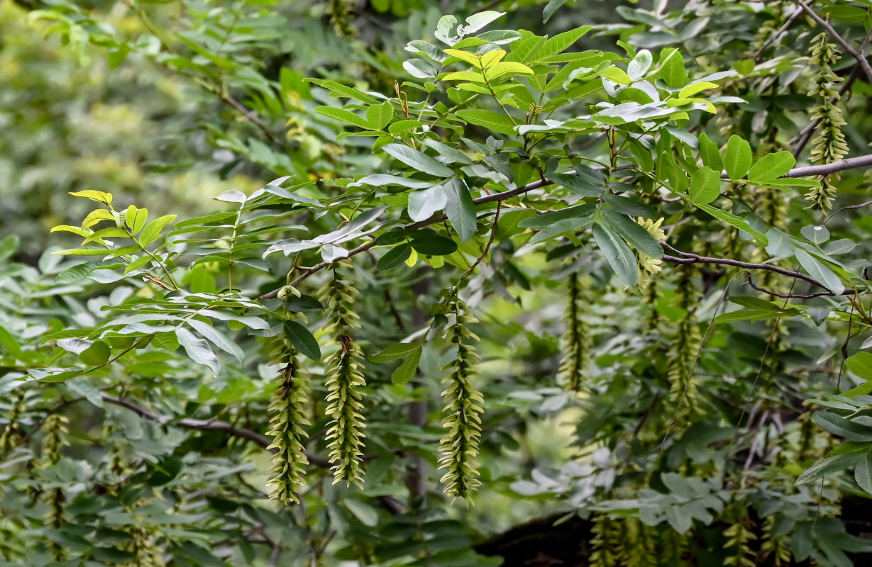 Image of Pterocarya stenoptera specimen.