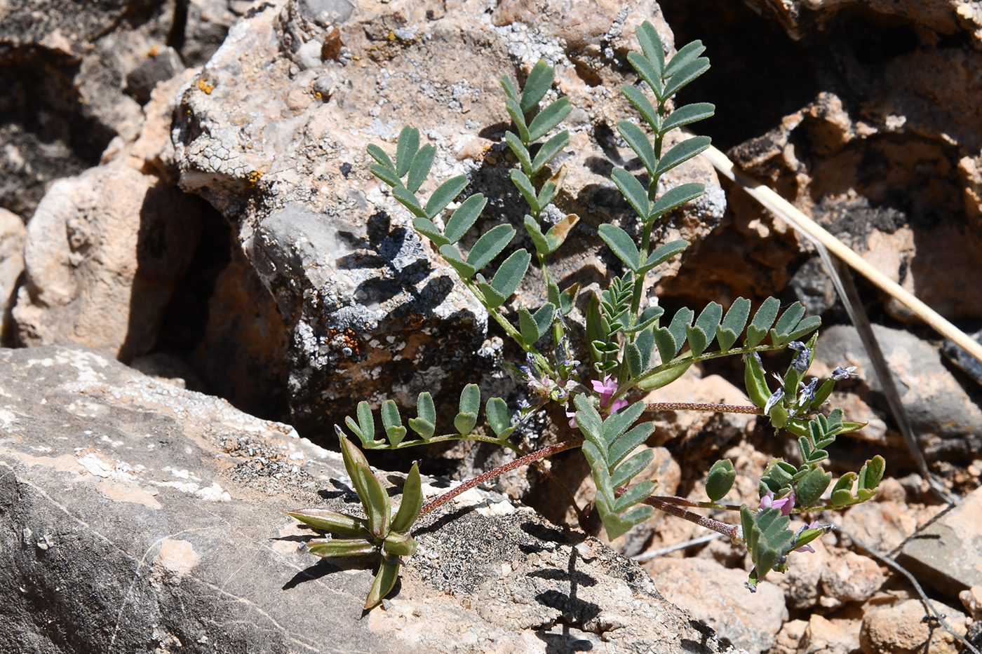 Изображение особи род Astragalus.