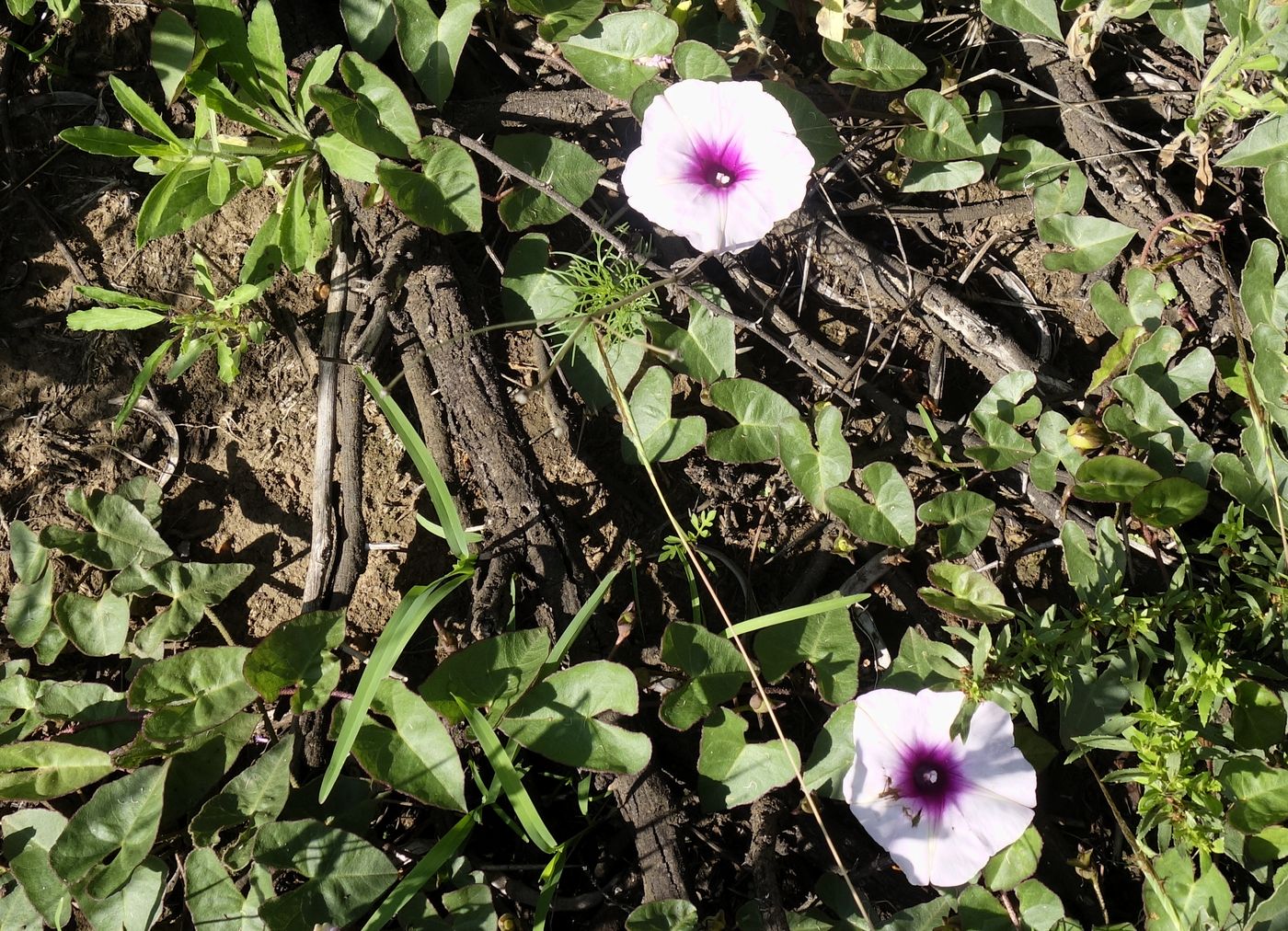 Изображение особи род Ipomoea.