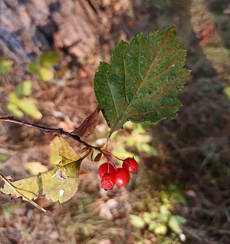 Изображение особи род Crataegus.