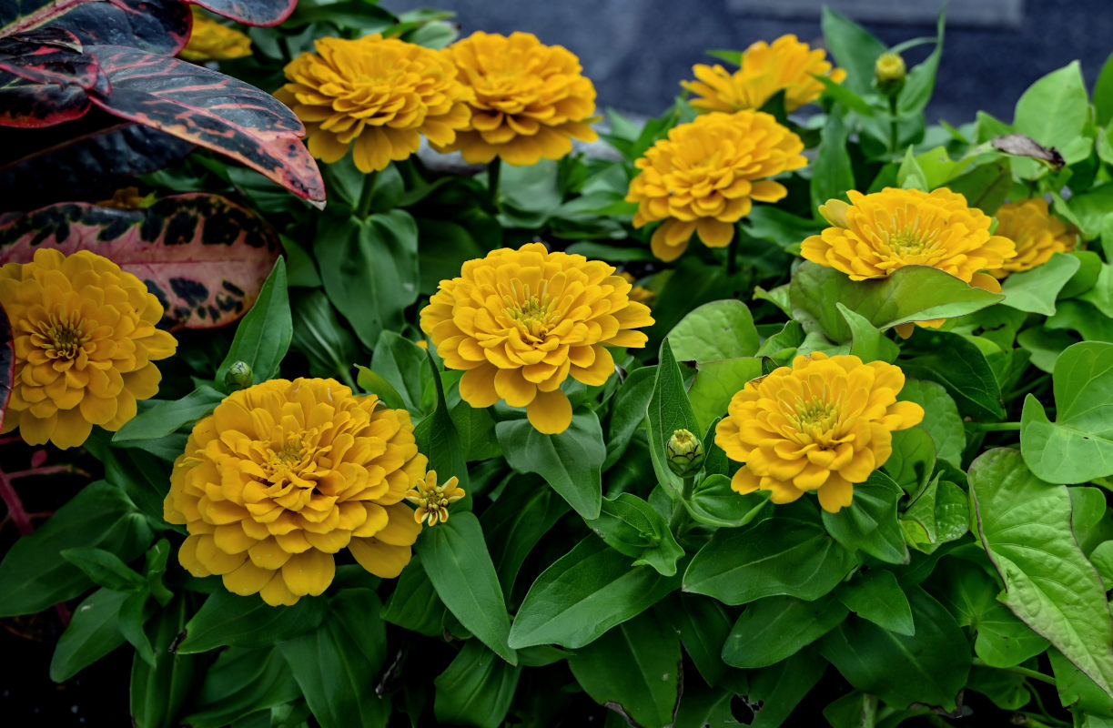 Изображение особи Zinnia elegans.