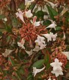 род Abelia