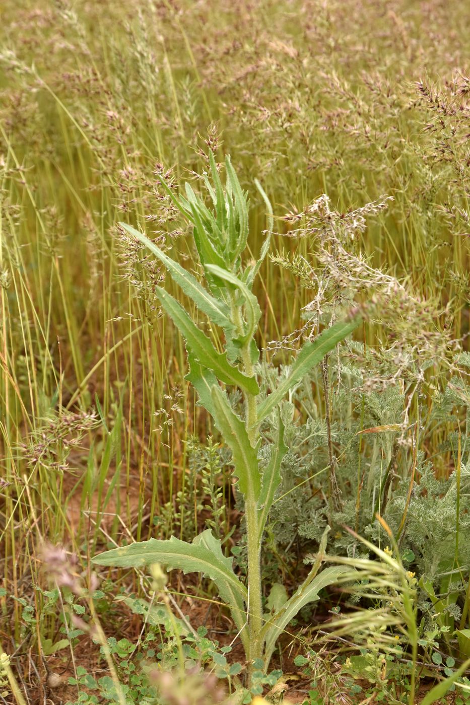 Изображение особи Hyalea pulchella.