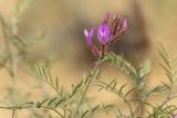Astragalus barbidens