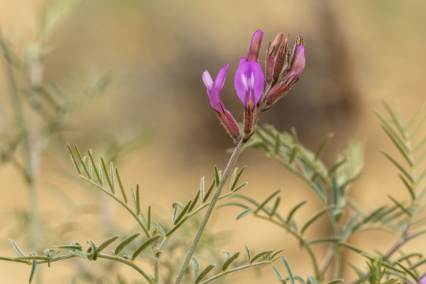 Image of Astragalus barbidens specimen.