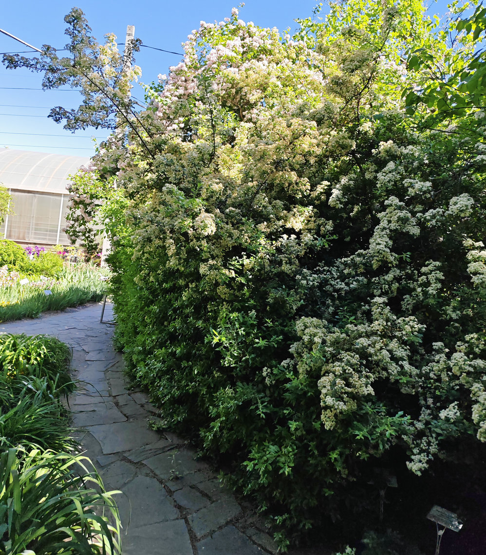Image of Pyracantha coccinea specimen.