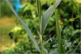 Phragmites australis. Молодые листья на верхушке развивающегося растения. Московская обл., Раменский р-н, окр. дер. Хрипань, садовый участок. 03.06.2026.