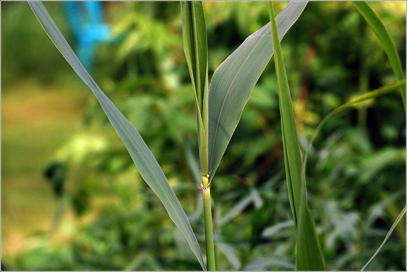 Изображение особи Phragmites australis.